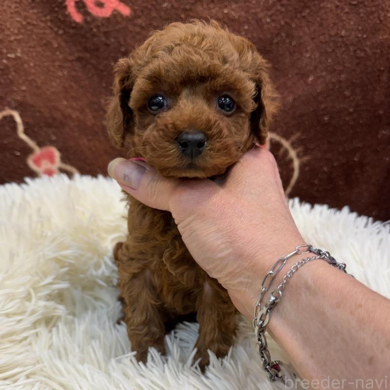 販売中の東京都のティーカッププードル-429213の1枚目