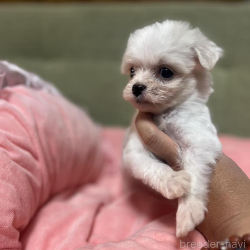 販売中の埼玉県のチワプー:チワワ×トイプードル-429214