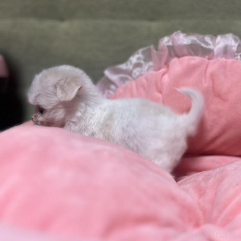 販売中の埼玉県のチワプー:チワワ×トイプードル-429214の6枚目