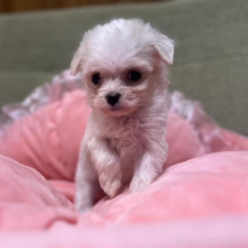 販売中の埼玉県のチワプー:チワワ×トイプードル-429214の5枚目