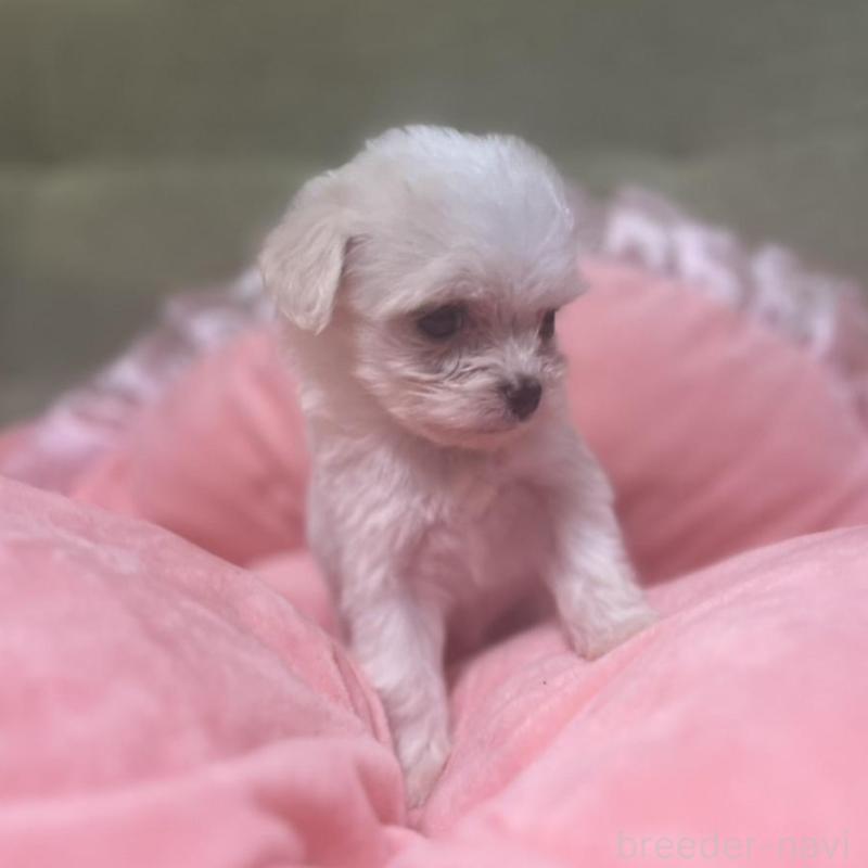 販売中の埼玉県のチワプー:チワワ×トイプードル-429214の4枚目