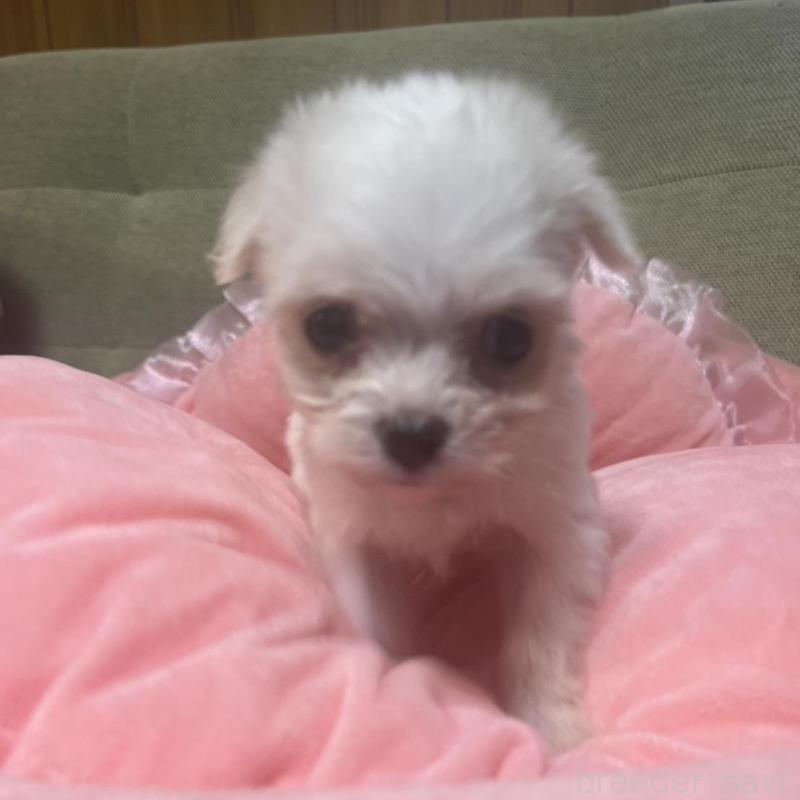 販売中の埼玉県のチワプー:チワワ×トイプードル-429214の3枚目