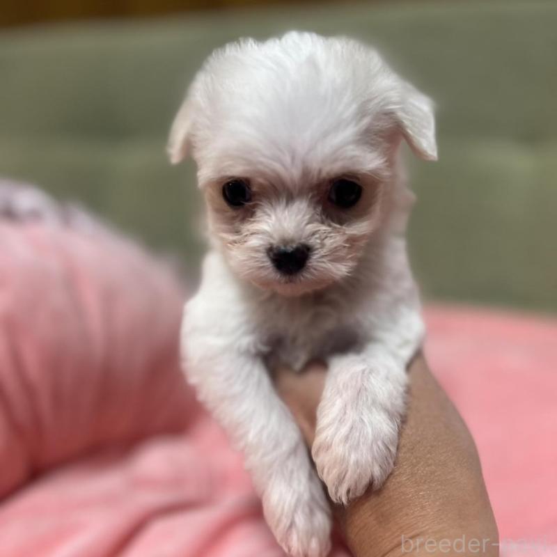 販売中の埼玉県のチワプー:チワワ×トイプードル-429214の2枚目