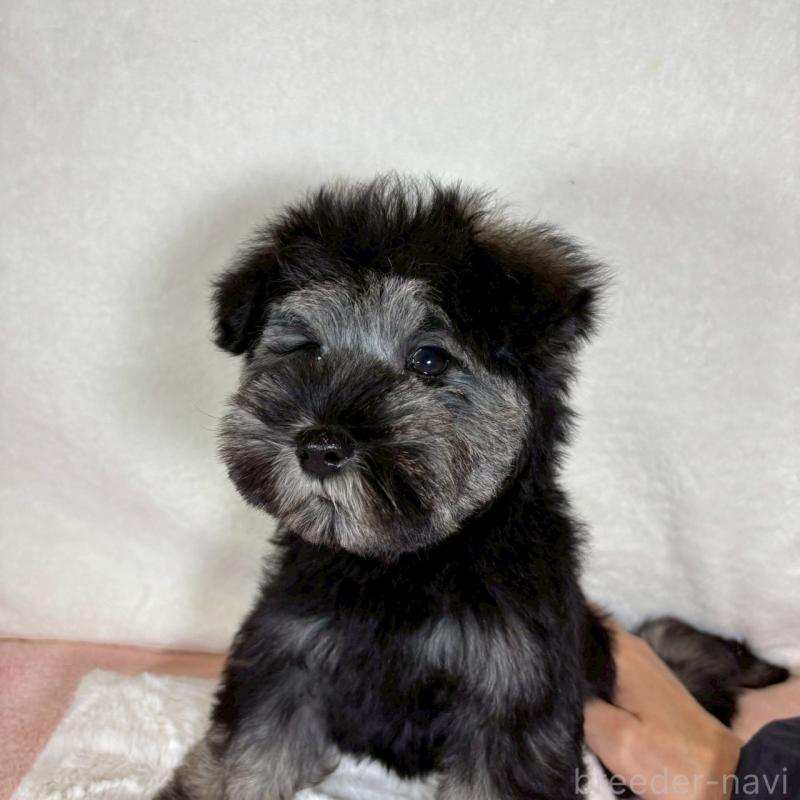 販売中の大阪府のミニチュアシュナウザー-429217の4枚目