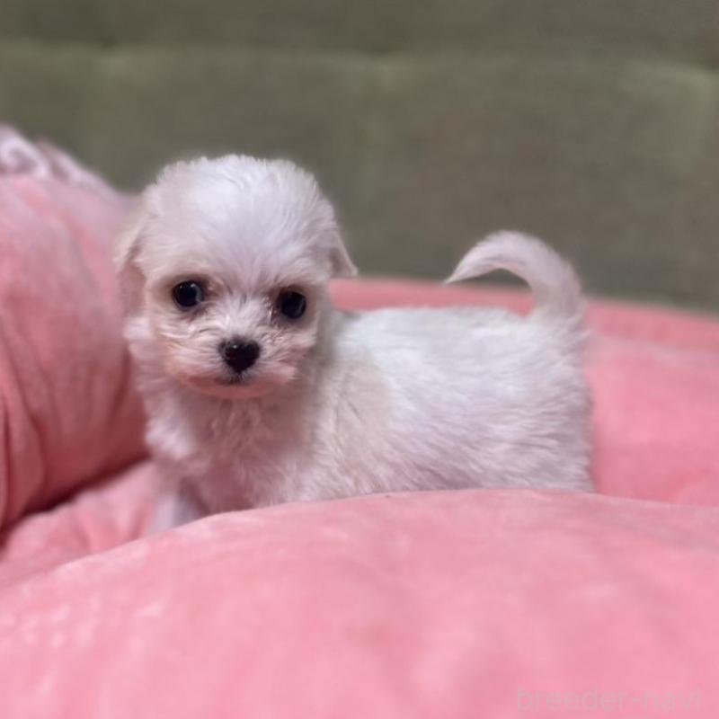 販売中の埼玉県のチワプー:チワワ×トイプードル-429215