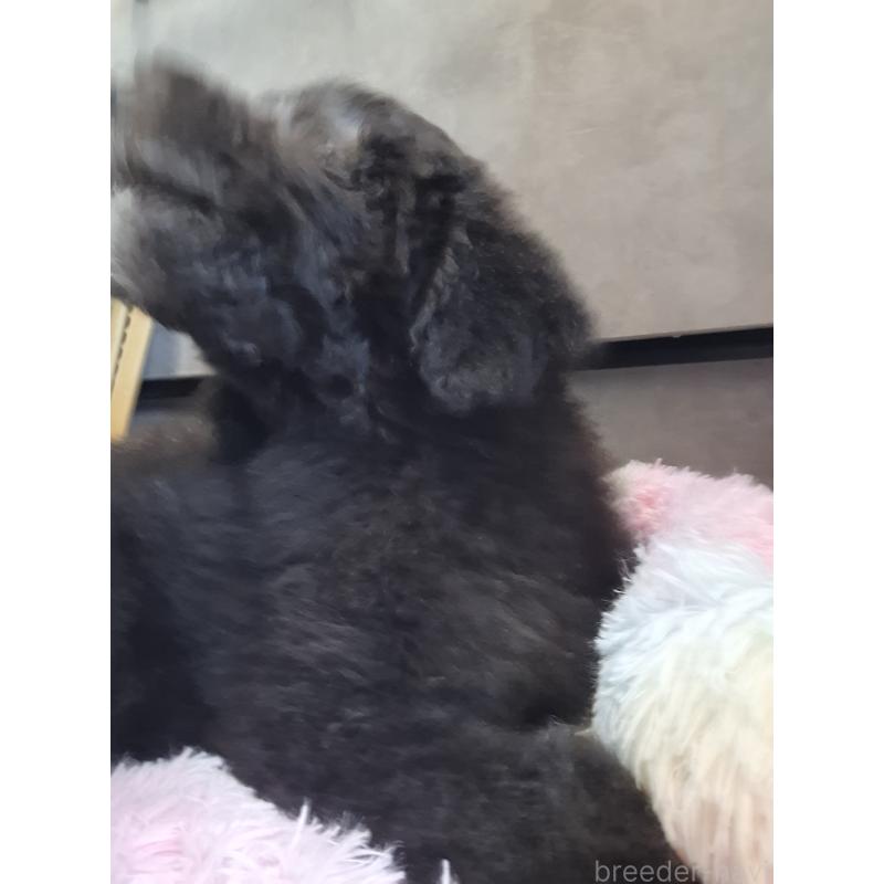 成約済の群馬県のスタンダードプードル-417099の19枚目