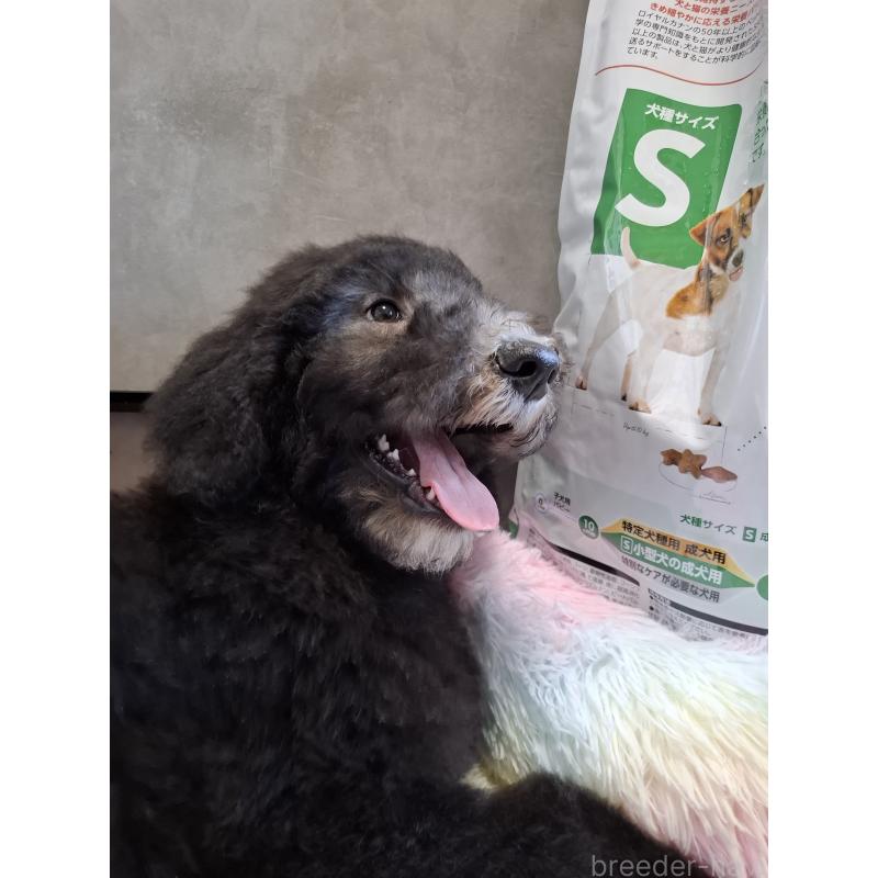 成約済の群馬県のスタンダードプードル-417099の18枚目