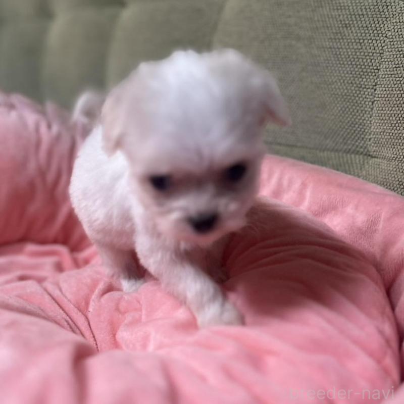 販売中の埼玉県のチワプー:チワワ×トイプードル-429215の5枚目