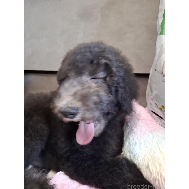 成約済の群馬県のスタンダードプードル-417099の17枚目