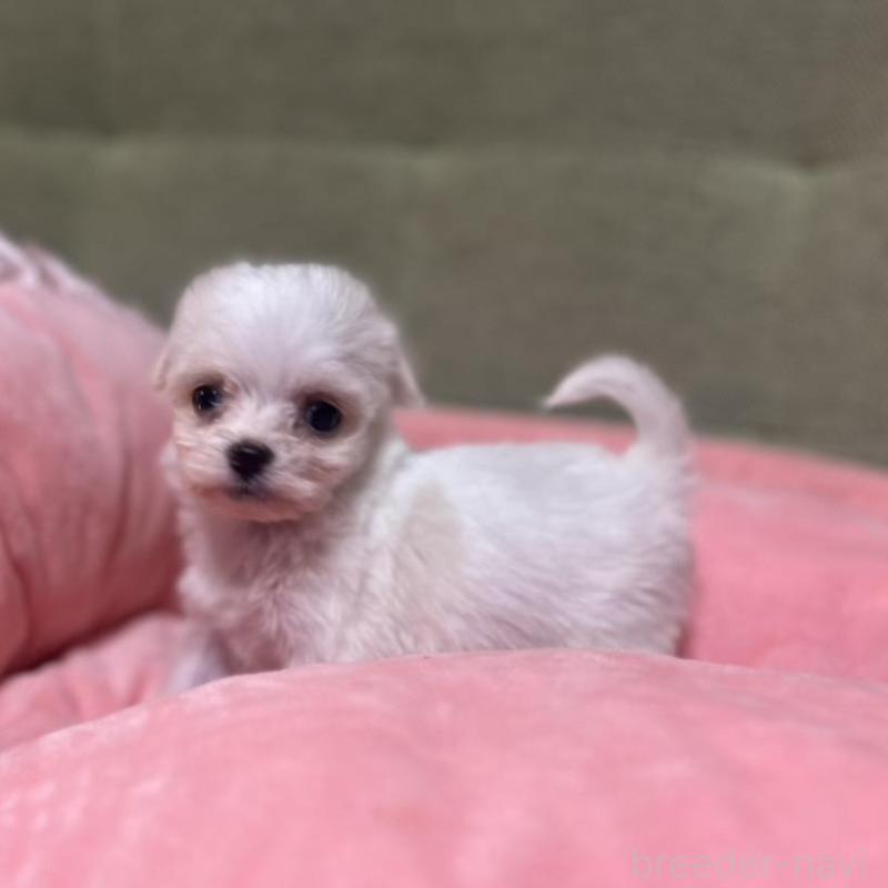 販売中の埼玉県のチワプー:チワワ×トイプードル-429215の4枚目