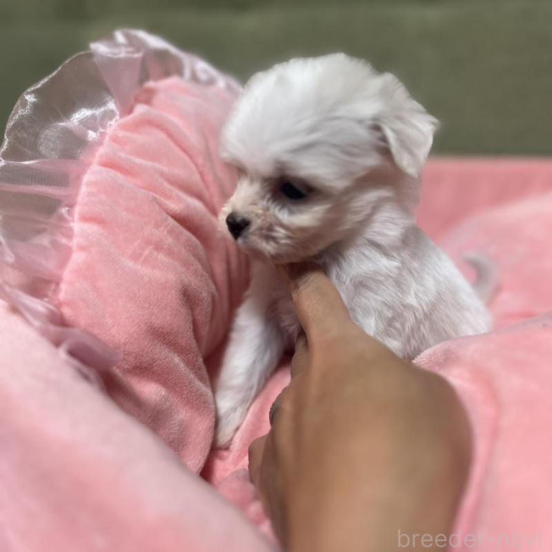 販売中の埼玉県のチワプー:チワワ×トイプードル-429215の3枚目