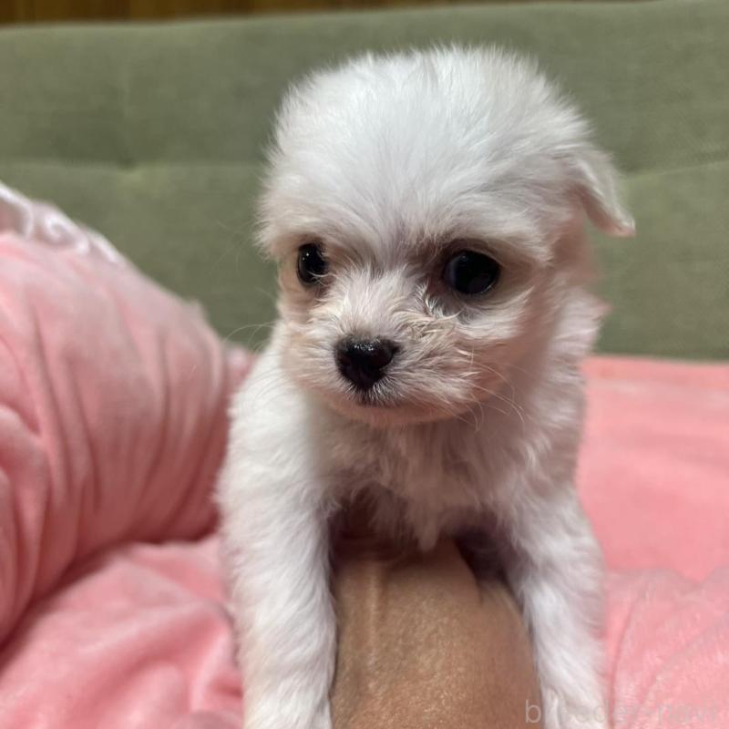 販売中の埼玉県のチワプー:チワワ×トイプードル-429215の2枚目