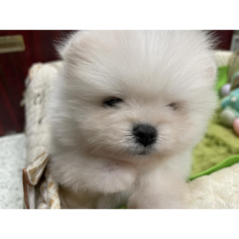 販売中の岐阜県のポメラニアン-429216の5枚目