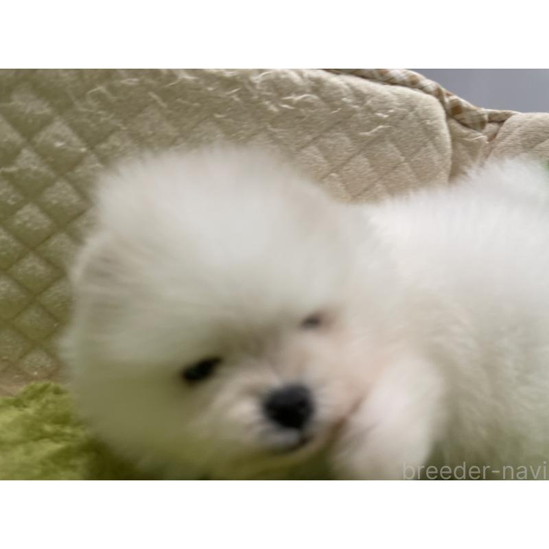 販売中の岐阜県のポメラニアン-429216の4枚目