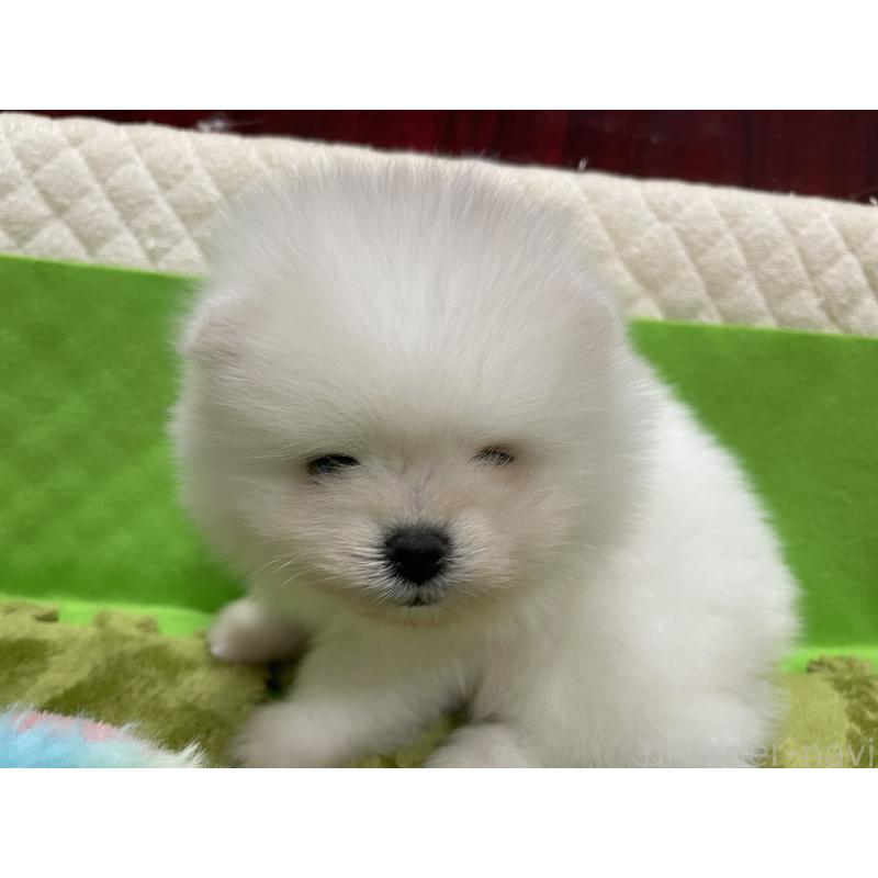 販売中の岐阜県のポメラニアン-429216の3枚目