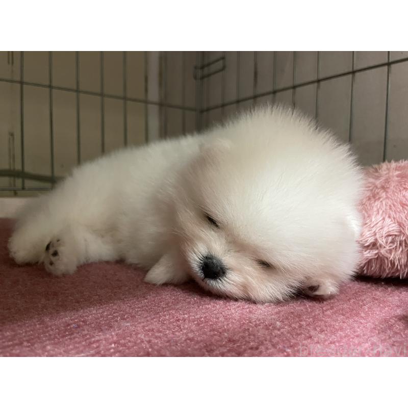 販売中の岐阜県のポメラニアン-429216の2枚目