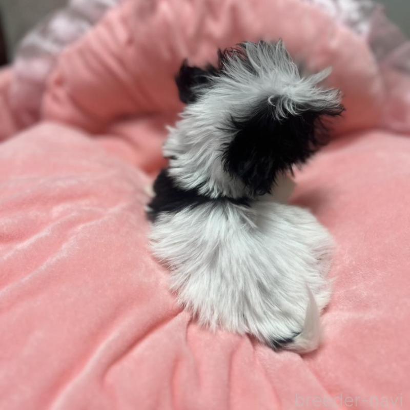 販売中の埼玉県のチワプー:チワワ×トイプードル-429218の6枚目