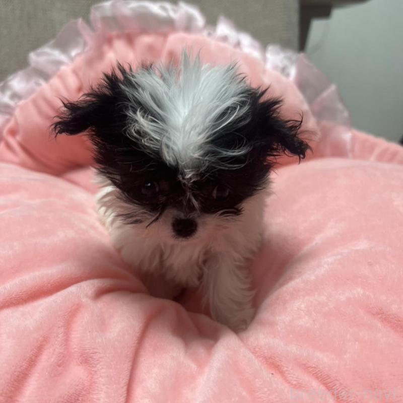 販売中の埼玉県のチワプー:チワワ×トイプードル-429218の5枚目