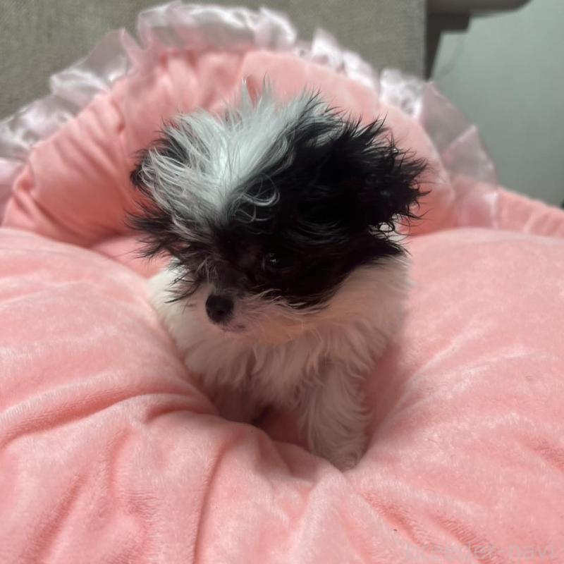 販売中の埼玉県のチワプー:チワワ×トイプードル-429218の4枚目