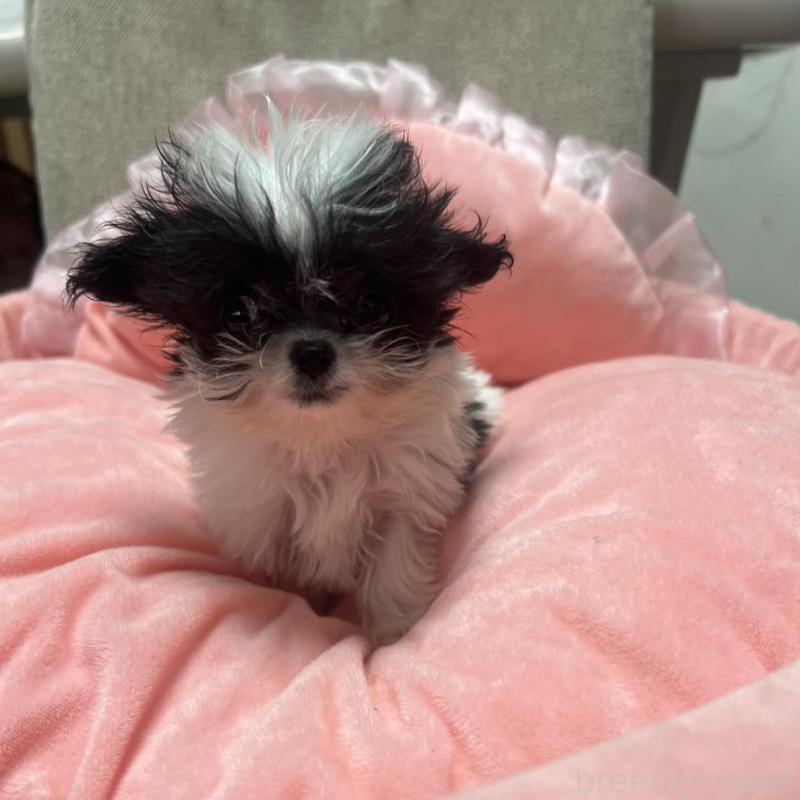 販売中の埼玉県のチワプー:チワワ×トイプードル-429218の3枚目