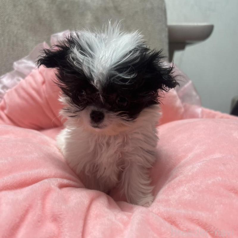 販売中の埼玉県のチワプー:チワワ×トイプードル-429218の2枚目