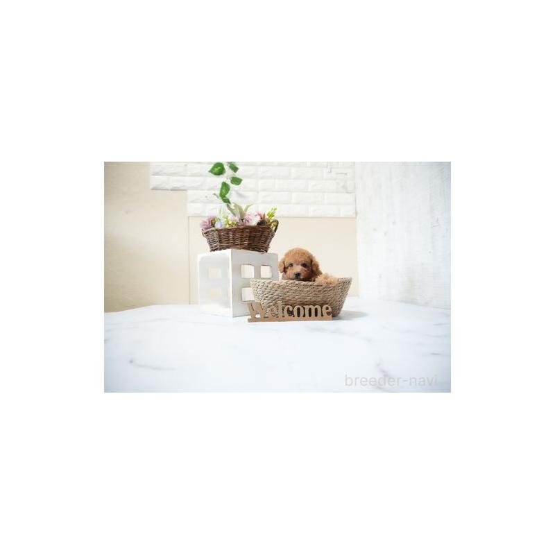 販売中の滋賀県のタイニープードル-429227の4枚目