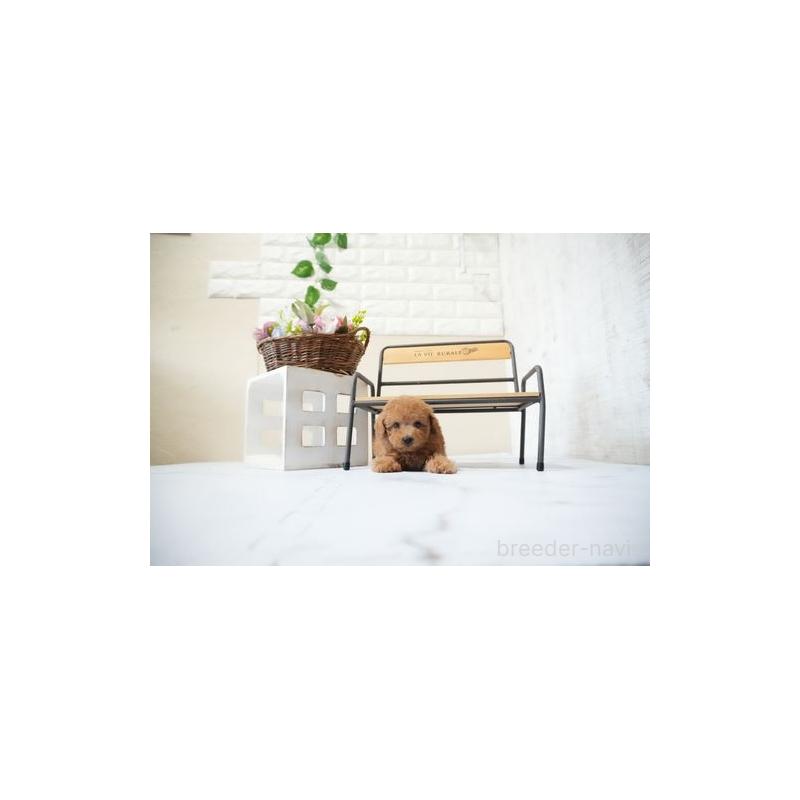 販売中の滋賀県のタイニープードル-429227の3枚目