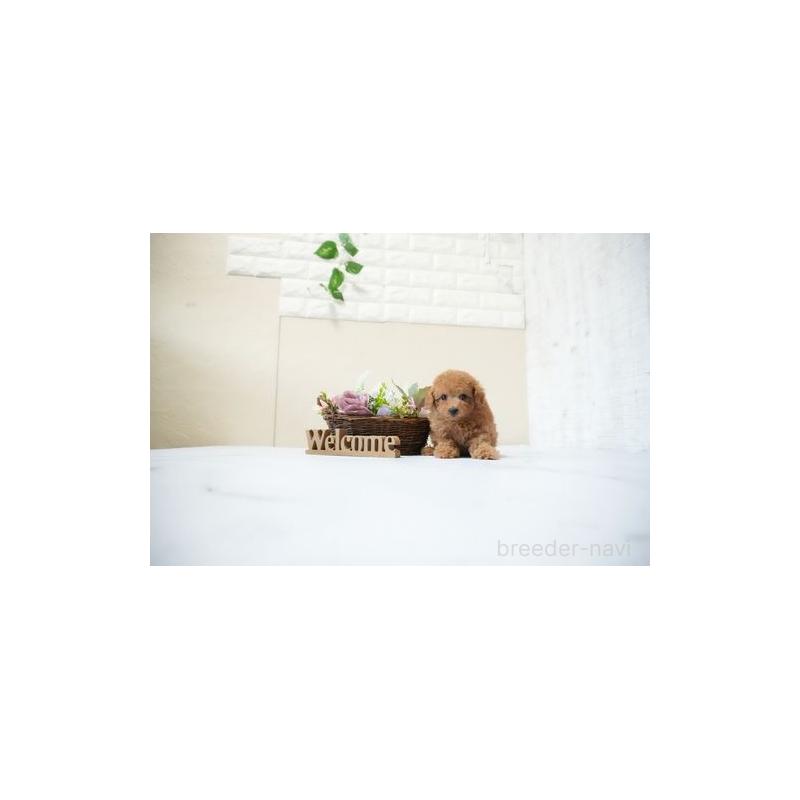 販売中の滋賀県のタイニープードル-429227の2枚目