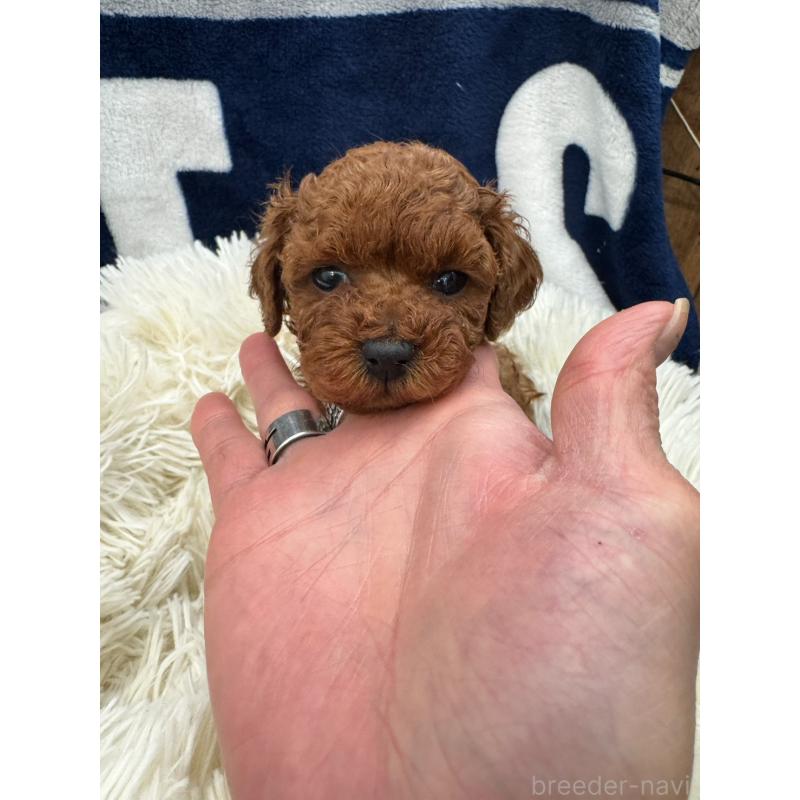 販売中の東京都のタイニープードル-429219の5枚目