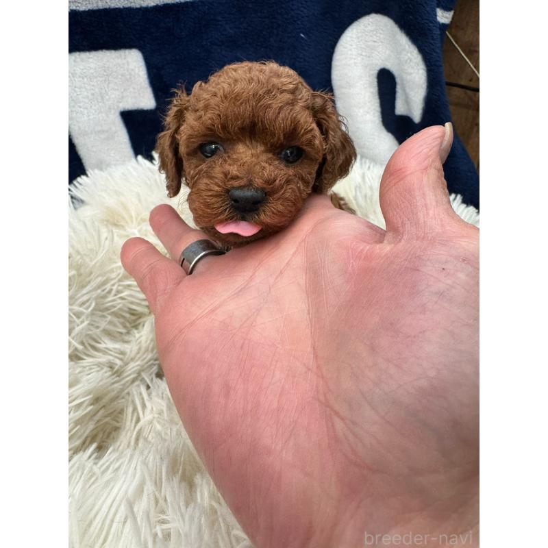 販売中の東京都のタイニープードル-429219の4枚目