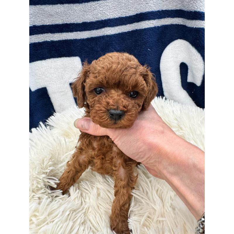 販売中の東京都のタイニープードル-429219の3枚目