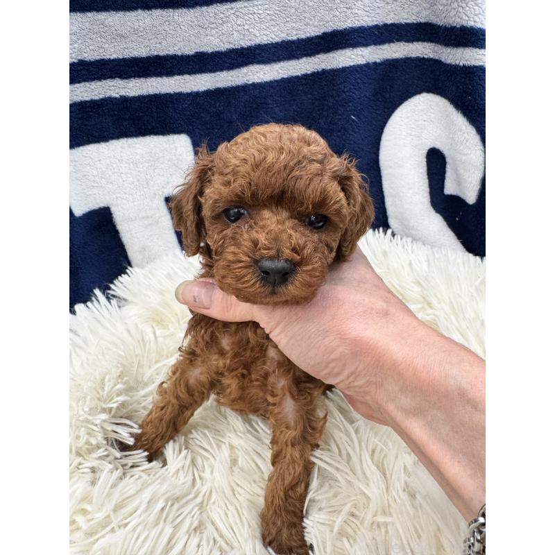 販売中の東京都のタイニープードル-429219の2枚目