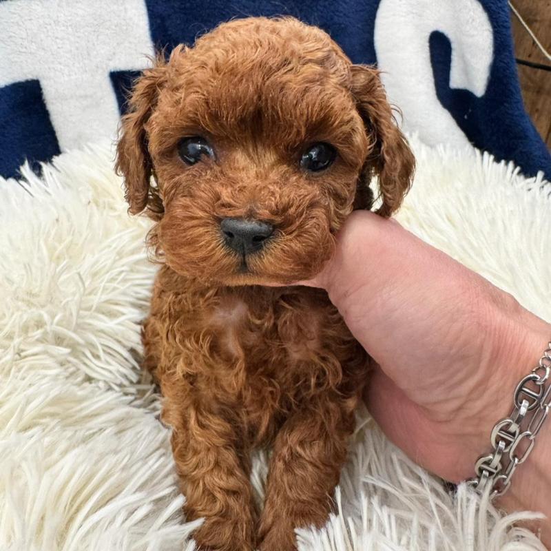 販売中の東京都のタイニープードル-429219