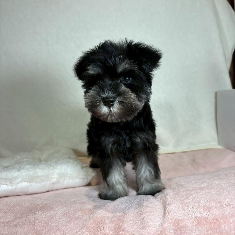 成約済の大阪府のミニチュアシュナウザー-425955の8枚目