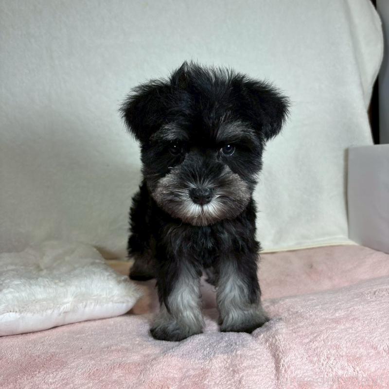 成約済の大阪府のミニチュアシュナウザー-425955の7枚目