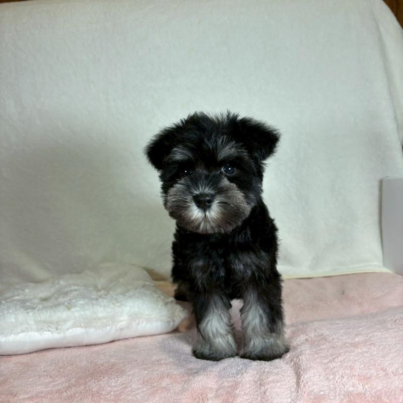 成約済の大阪府のミニチュアシュナウザー-425955の6枚目