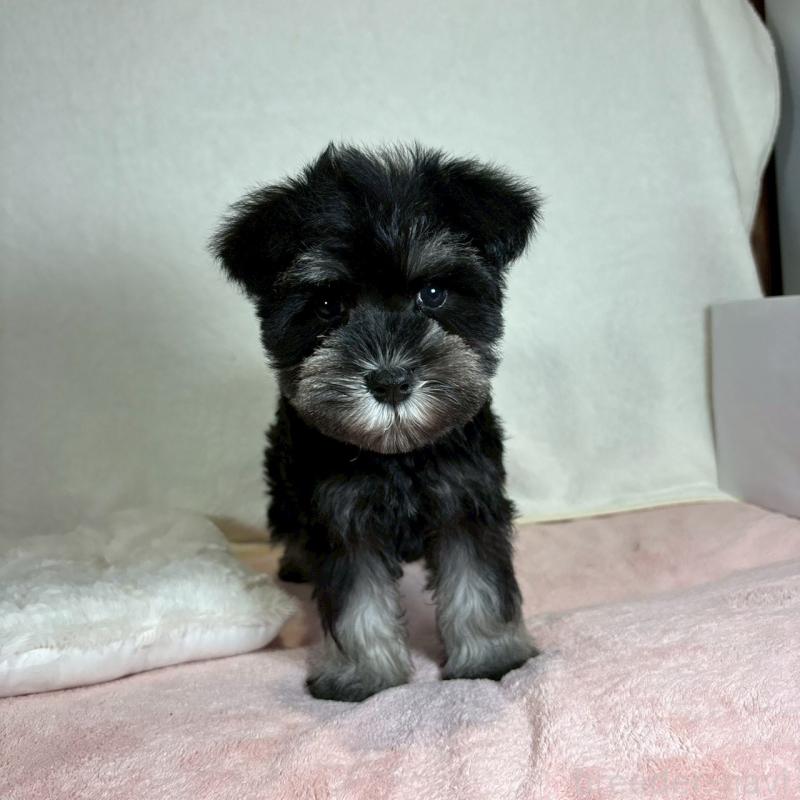 成約済の大阪府のミニチュアシュナウザー-425955の5枚目