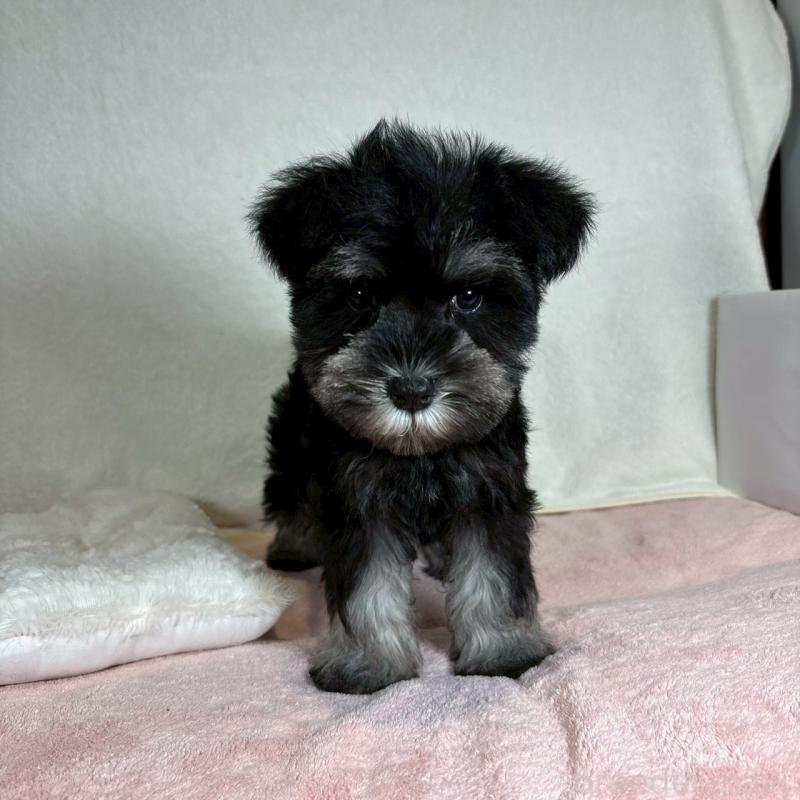 成約済の大阪府のミニチュアシュナウザー-425955の4枚目