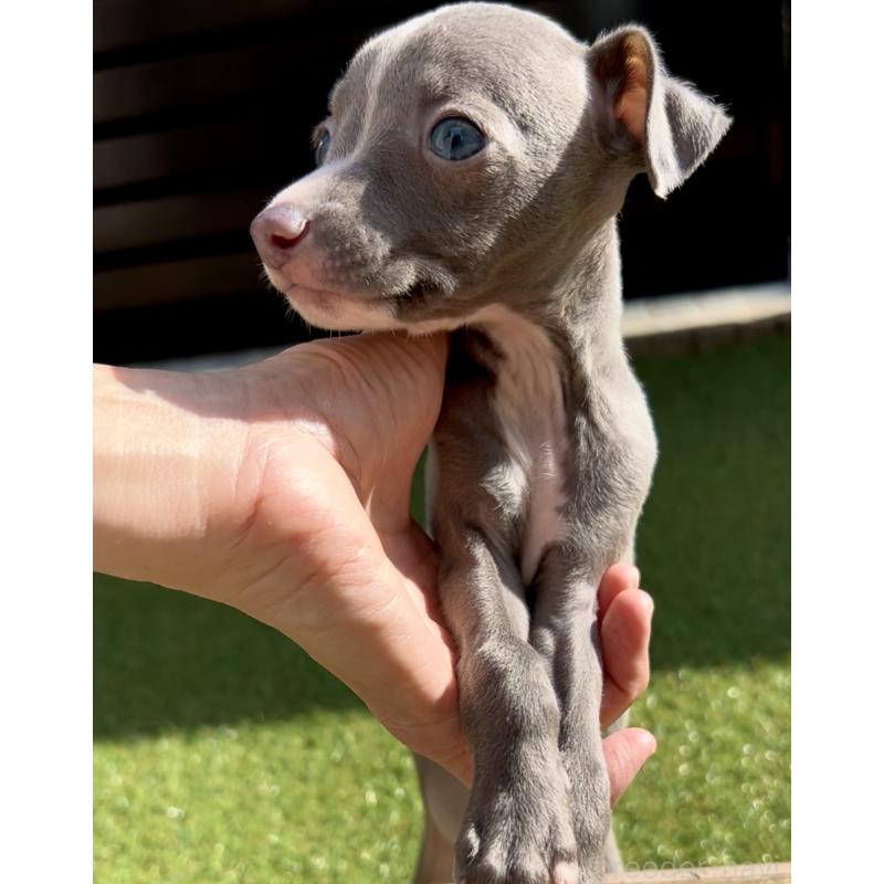 成約済の奈良県のイタリアングレーハウンド(イタグレ)-428756の4枚目