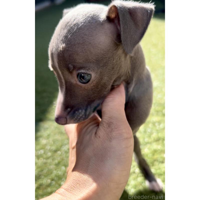 成約済の奈良県のイタリアングレーハウンド(イタグレ)-428756の3枚目