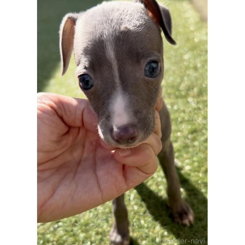 成約済の奈良県のイタリアングレーハウンド(イタグレ)-428756の1枚目