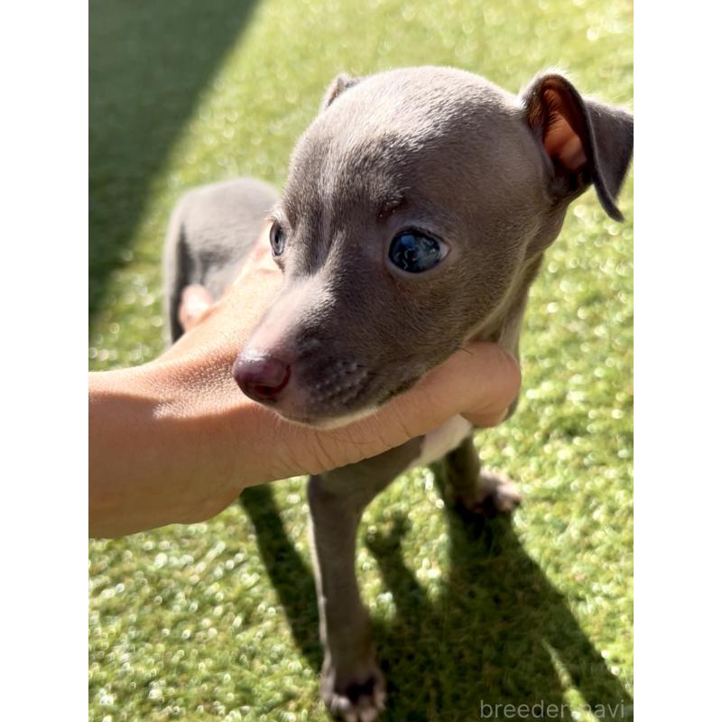 成約済の奈良県のイタリアングレーハウンド(イタグレ)-428756の2枚目