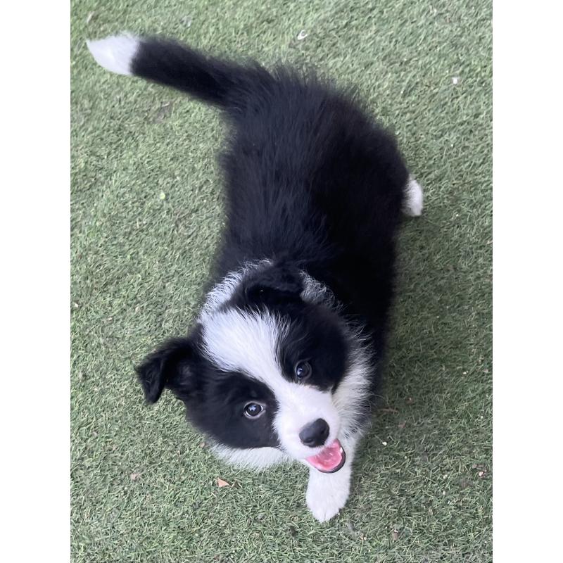 商談中の福岡県のボーダーコリー-429234の1枚目