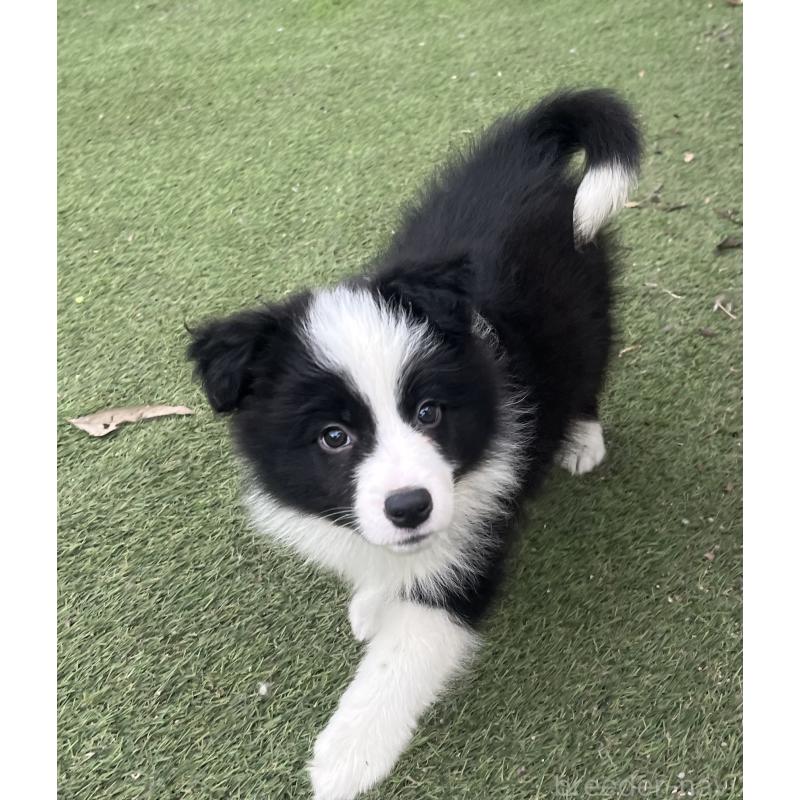 商談中の福岡県のボーダーコリー-429234の7枚目