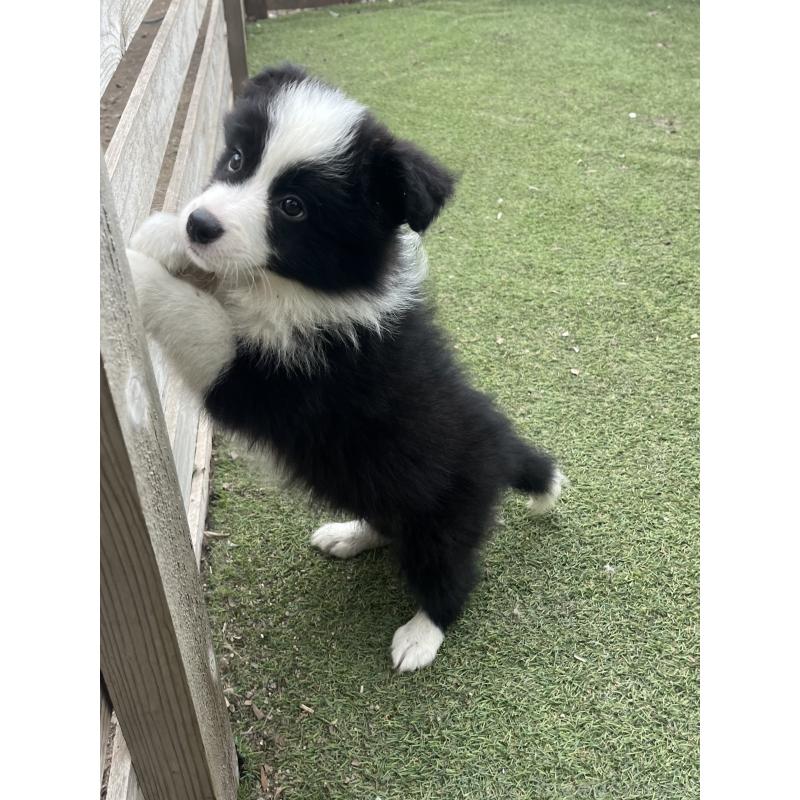 商談中の福岡県のボーダーコリー-429234の6枚目