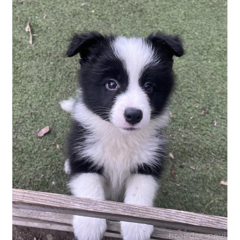 商談中の福岡県のボーダーコリー-429234の5枚目