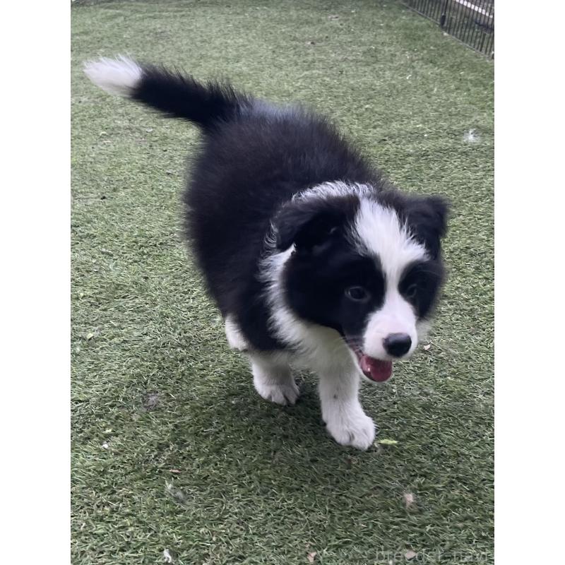 商談中の福岡県のボーダーコリー-429234の4枚目