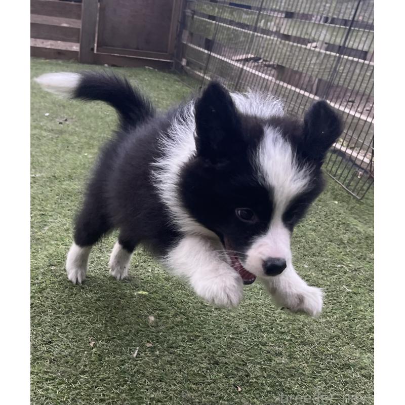 商談中の福岡県のボーダーコリー-429234の3枚目