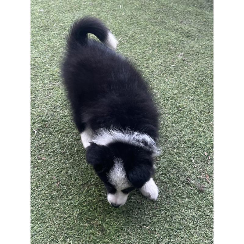 商談中の福岡県のボーダーコリー-429234の2枚目