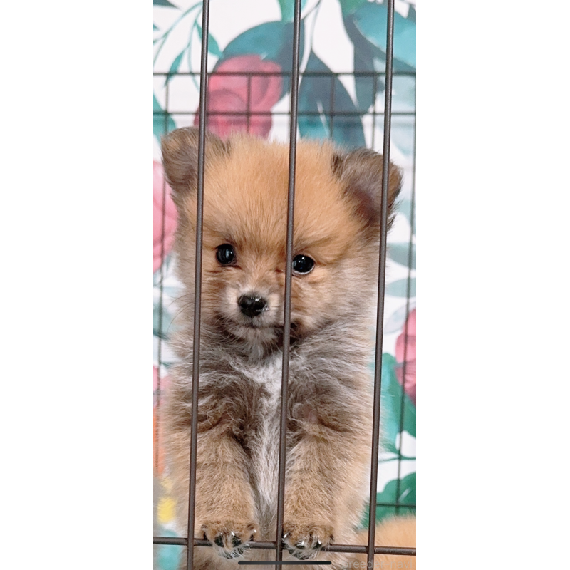 販売中の岡山県のポメラニアン-425509の2枚目